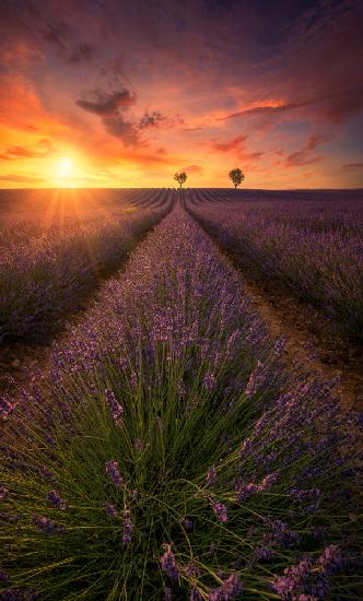 Spektakulärer Sonnenuntergang in den Lavendelfeldern von Valensole A738700