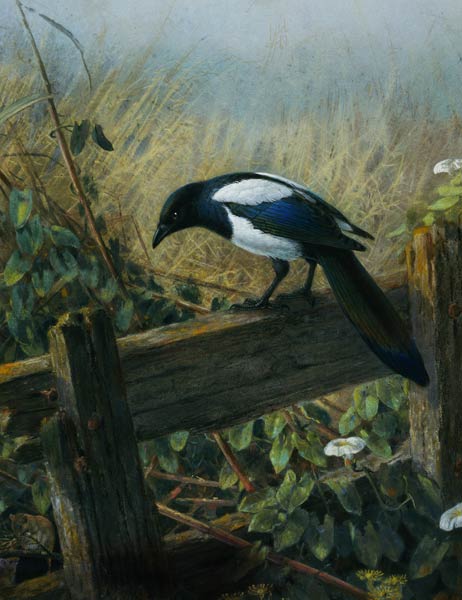 The Magpie from Johan Gerard Keulemans