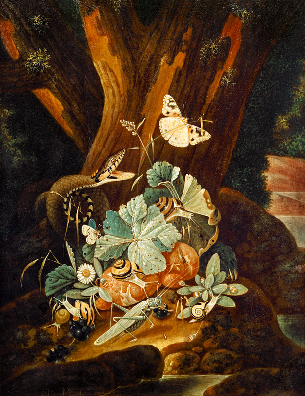 Insekten, Schnecken und Schlange from Johann Falch