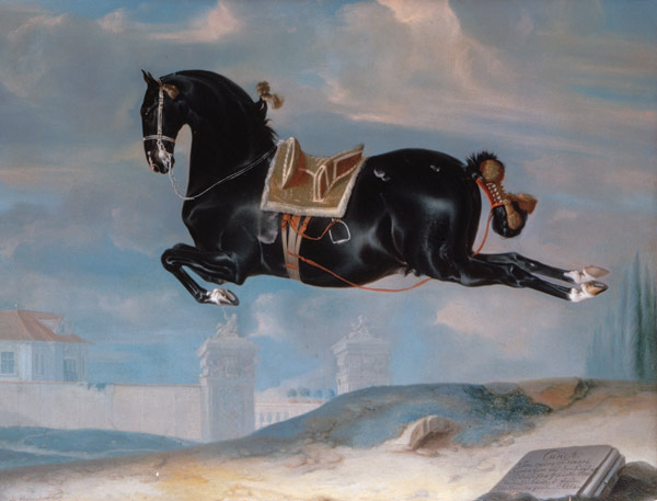 The black horse 'Curioso' performing a Capriole from Johann Georg Hamilton