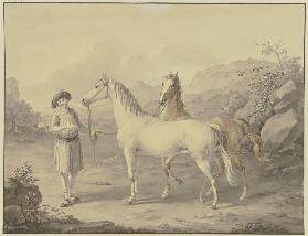 Arabische Pferde