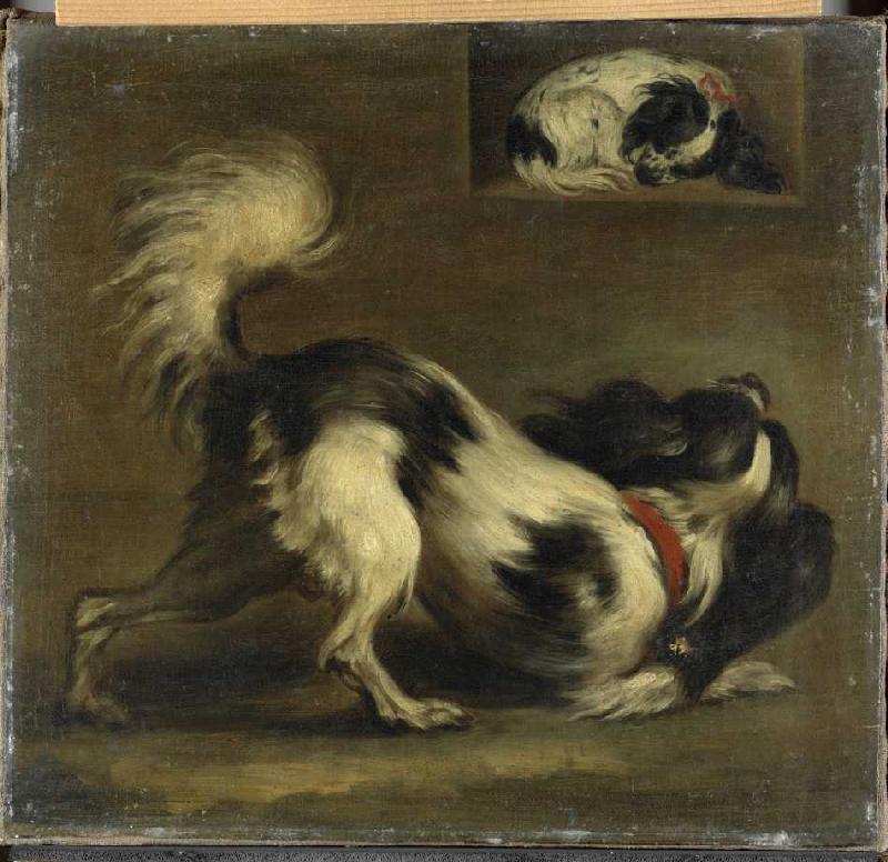Zwei Bologneser Hunde (Kontinentale Zwergspaniel) from Johann Georg Zisenis