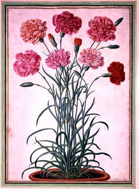 Carnations growing from a pot, plate 25 from the Nassau Florilegium  on from Johann Jakob Walther
