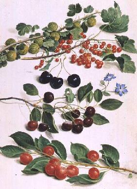 Gooseberries, Cherries and Redcurrants