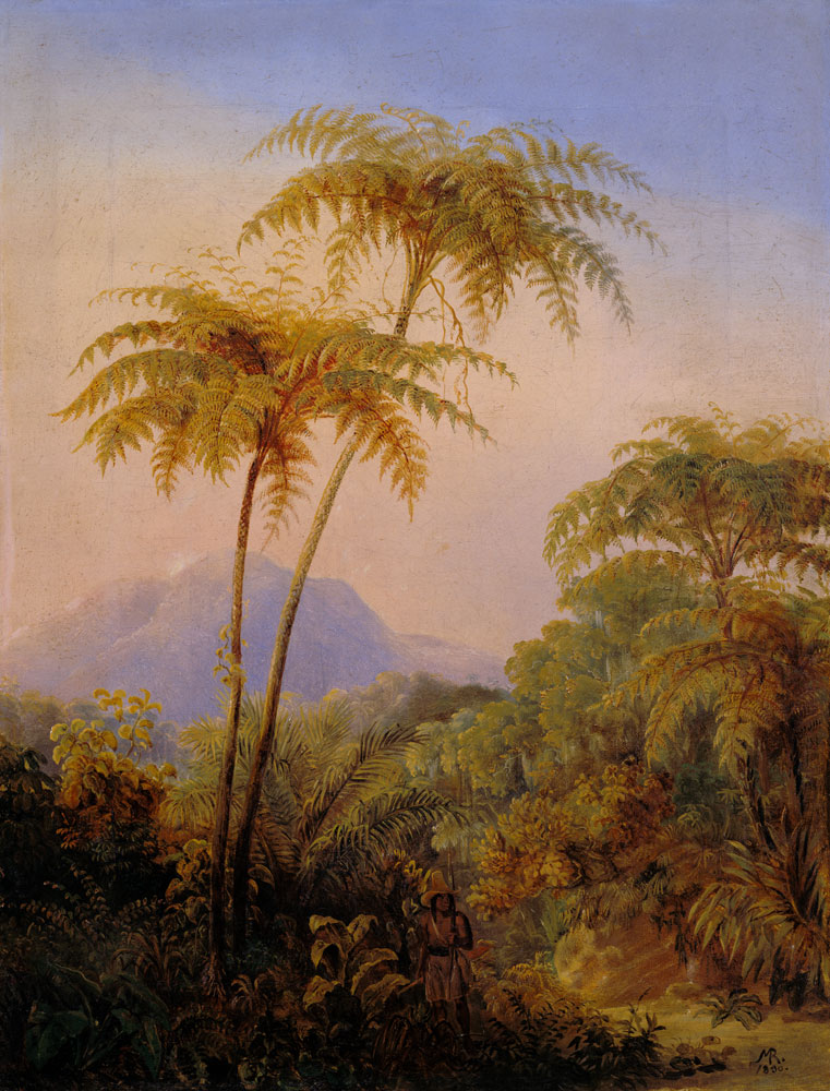 Baumfarn aus dem brasilianischen Urwald. from Johann Moritz Rugendas