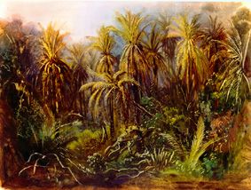 Der Palmenwald bei Manzanillo. from Johann Moritz Rugendas