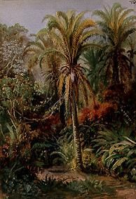 Tropische Vegetation from Johann Moritz Rugendas
