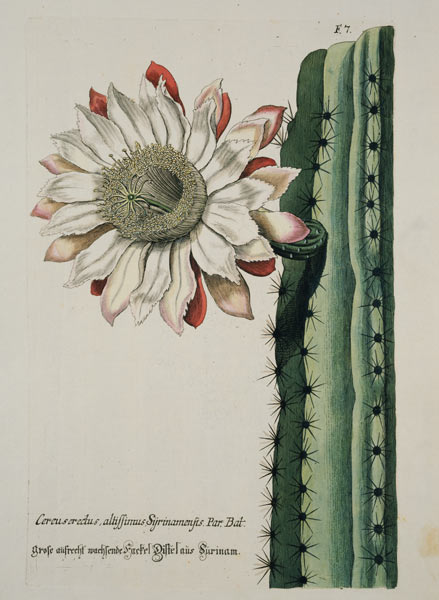 Cereus Erectus Altissimus Syrinamensis from 'Phythanthoza Iconographica' published in Germany from Johann Wilhelm Weinman