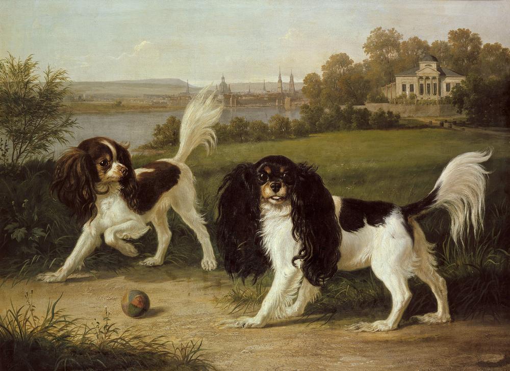 Zwei King-Charles-Hunde vor Dresden from Johann Friedrich Wilhelm Wegener