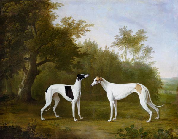 Zwei Greyhounds in waldiger Landschaft. from John Boultbee