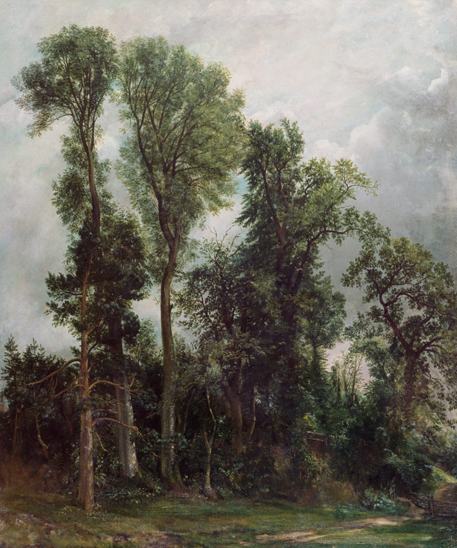 Trees at Hampstead from John Constable