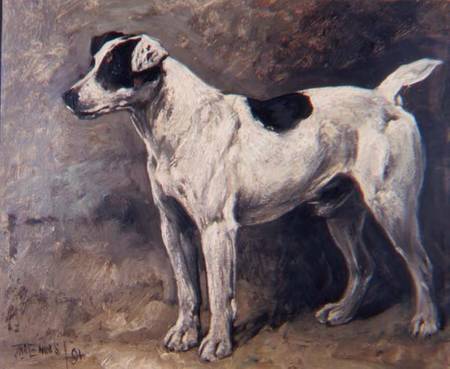 A Jack Russell from John Emms