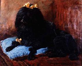 A Black Standard Poodle on a blue cushion