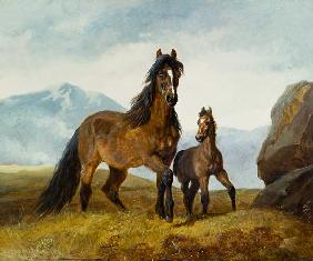 A Welsh Mountain Mare and Foal