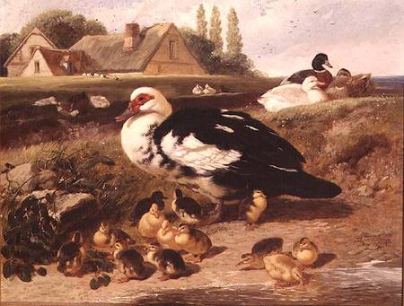 Ducks and Ducklings from John Frederick Herring d.J.