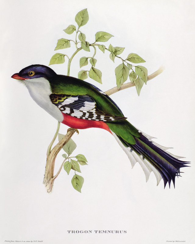 Trogon Temnurus from John Gould