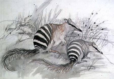 Banded Anteater from John Gould