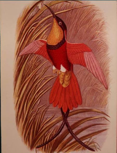 Humming Bird: Crimson Topaz, plate 23 from 'Cassell's Book of Birds' from John Gould