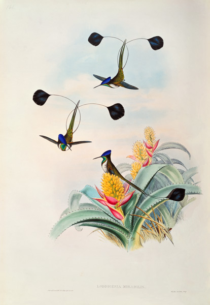 Hummingbird, Loddigesia Mirabilis from John Gould