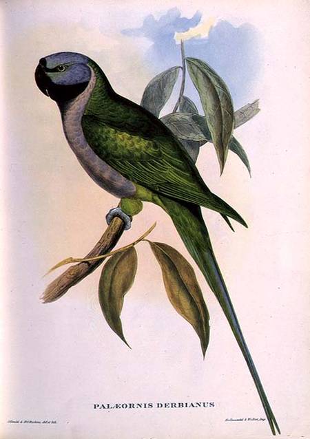 Parakeet: Palaeornis Derbianus from John Gould