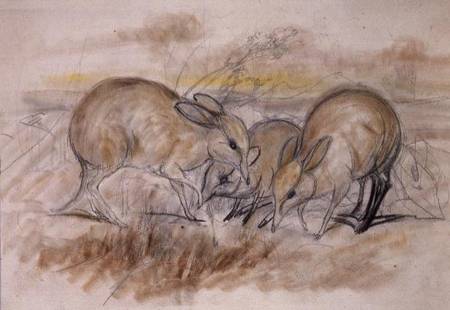 Pig-Footed Bandicoot (pencil and chalk) from John Gould