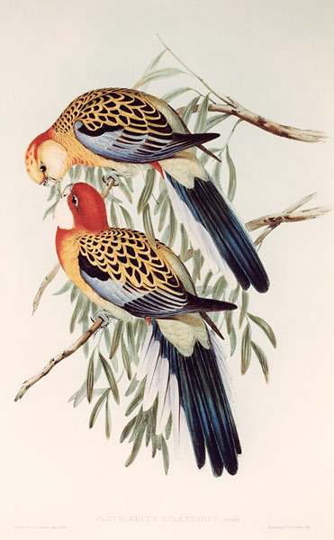 PLATYCERUS SPLENDIDUS from John Gould