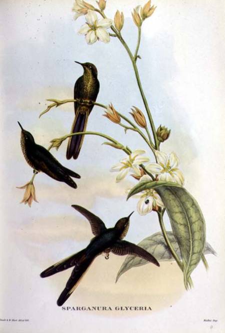 Sparganura Glyceria: from 'Tropical Birds' from John Gould