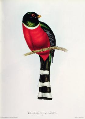 Trogon Mexicanus