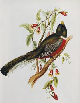 Trogon Ambiguus