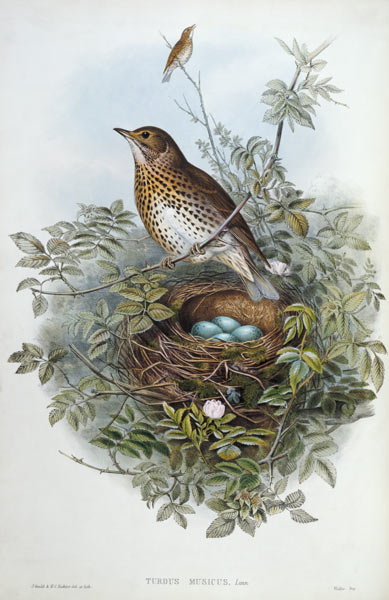 Thrush, 1873 (w/c, pencil on from John Gould