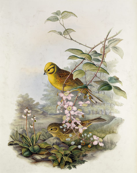 Yellowhammer, 1873 (pencil, w/c on from John Gould