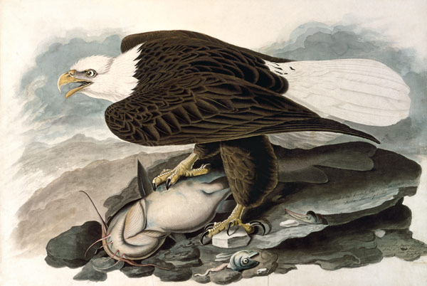 Der weißköpfige Adler (aus The Birds of America) from John James Audubon