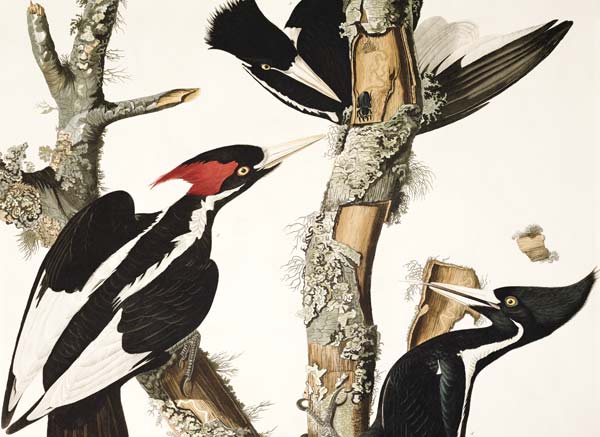 Ivory-billed Woodpecker, from 'Birds of America', engraved by Robert Havell (1793-1878) 1829 (colour from John James Audubon