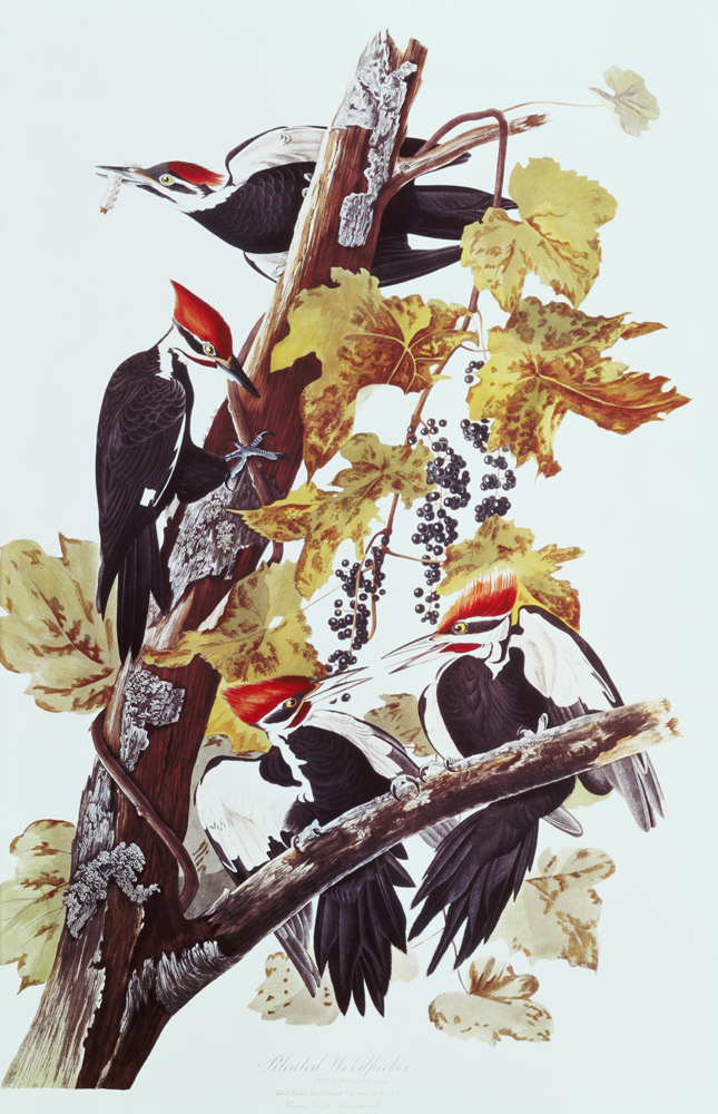 Pileated Woodpeckers from John James Audubon