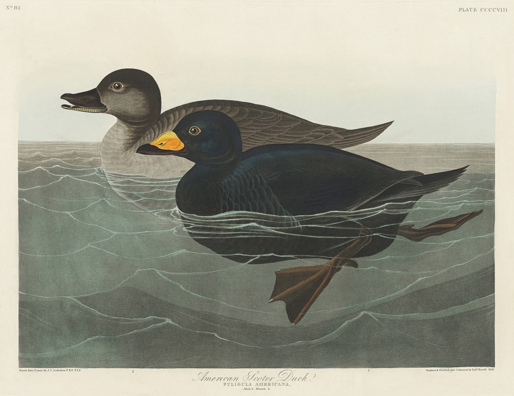 Amerikanische Trauerente aus Birds of America (1827) from John James Audubon