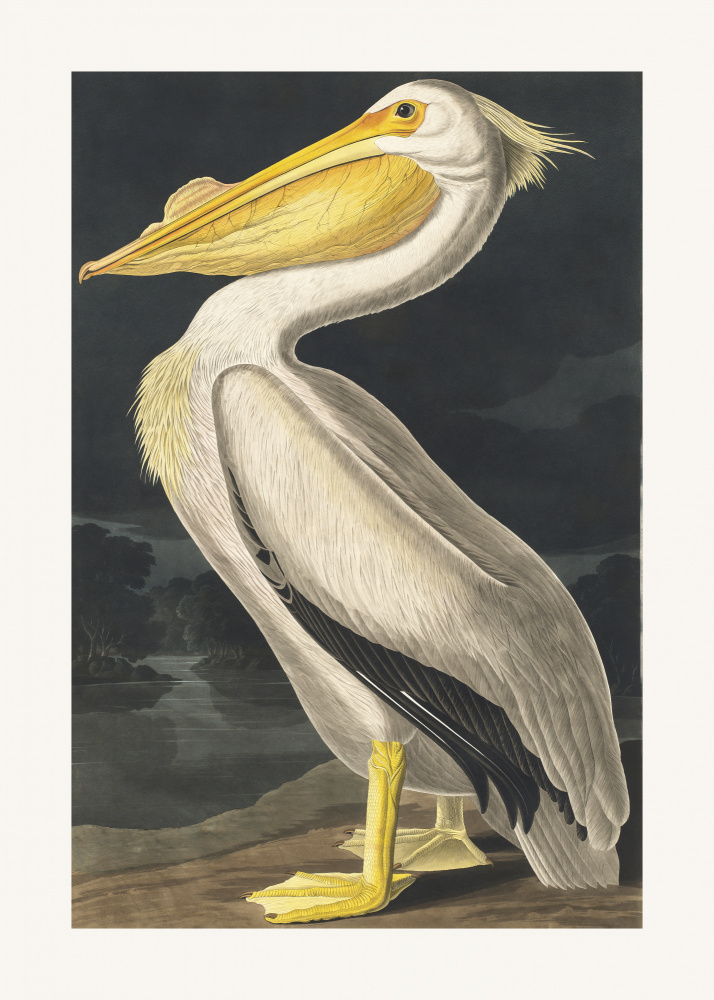 Amerikanischer Weißpelikan von Birds of America (1827) from John James Audubon