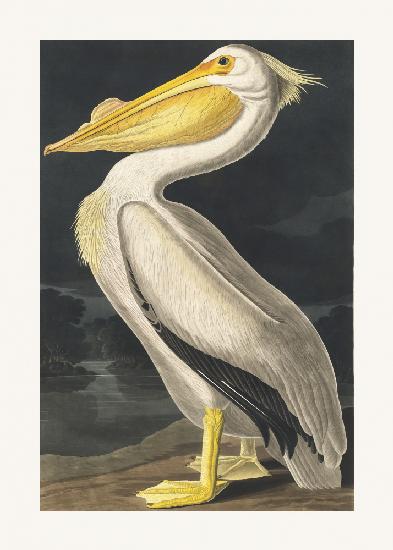 Amerikanischer Weißpelikan von Birds of America (1827)