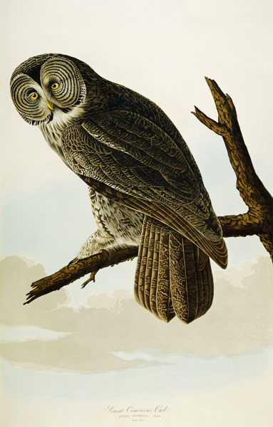 Great Cinereous Owl from John James Audubon