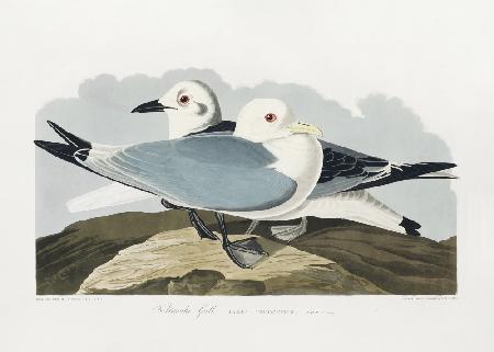 Dreizehenmöwe aus Birds of America (1827)