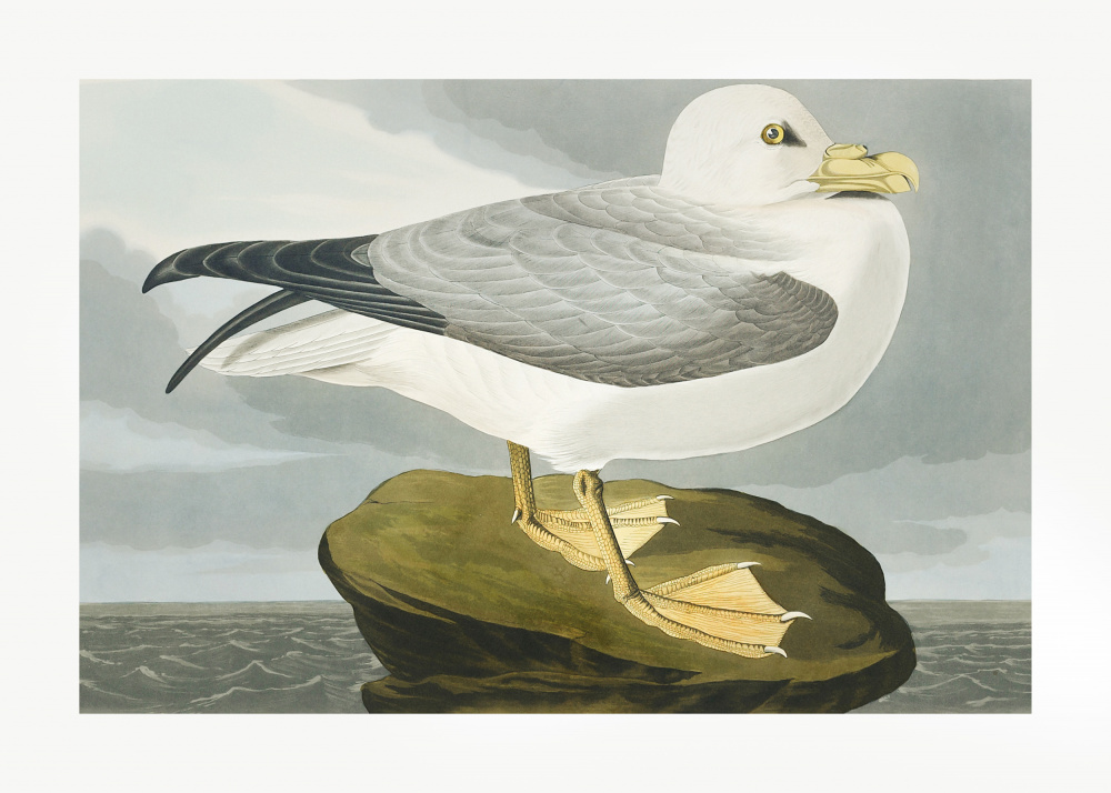 Eissturmvogel aus Birds of America (1827) from John James Audubon