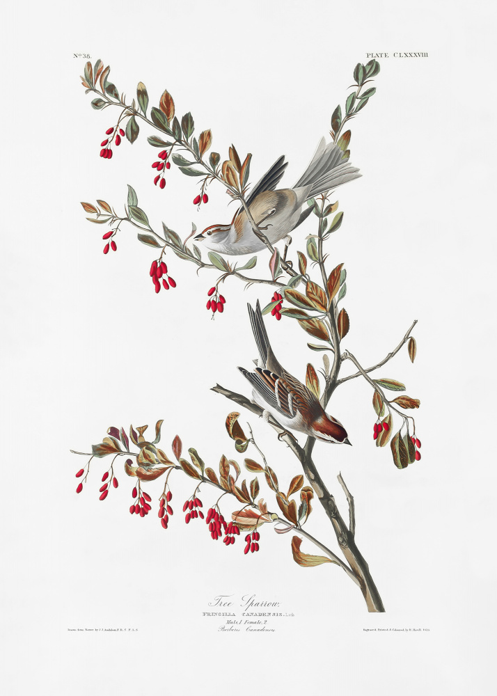 Feldsperling aus Birds of America (1827) from John James Audubon