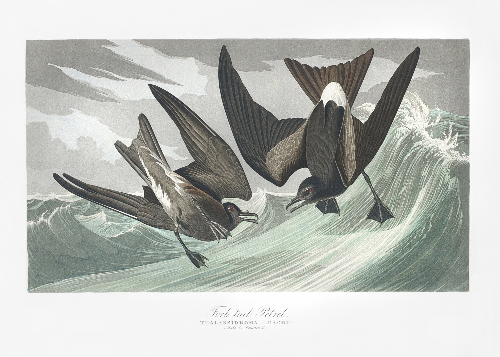 Gabelschwanzsturmvogel von Birds of America (1827) from John James Audubon