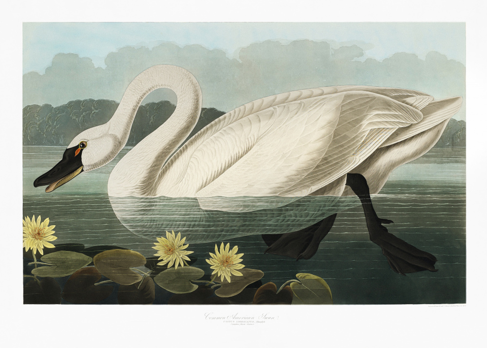 Gewöhnlicher amerikanischer Schwan von Birds of America (1827) from John James Audubon