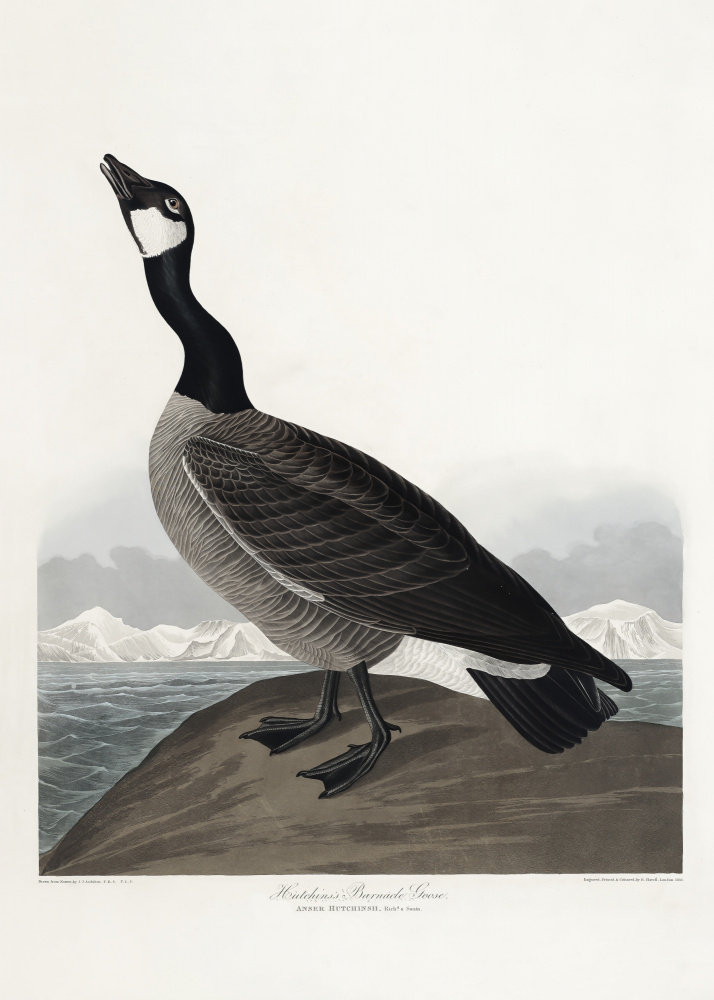 Hutchins&#39; Nonnengans aus Birds of America (1827) from John James Audubon