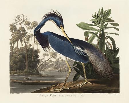 Louisiana-Reiher aus Birds of America (1827)
