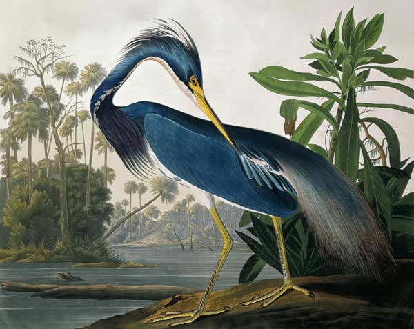 Louisiana Heron, from 'Birds of America', engraved by Robert Havell (1793-1878) 1834 (coloured engra from John James Audubon