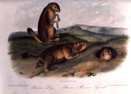 Prairie Dog from 'Quadrupeds of North America', 1842-5 from John James Audubon
