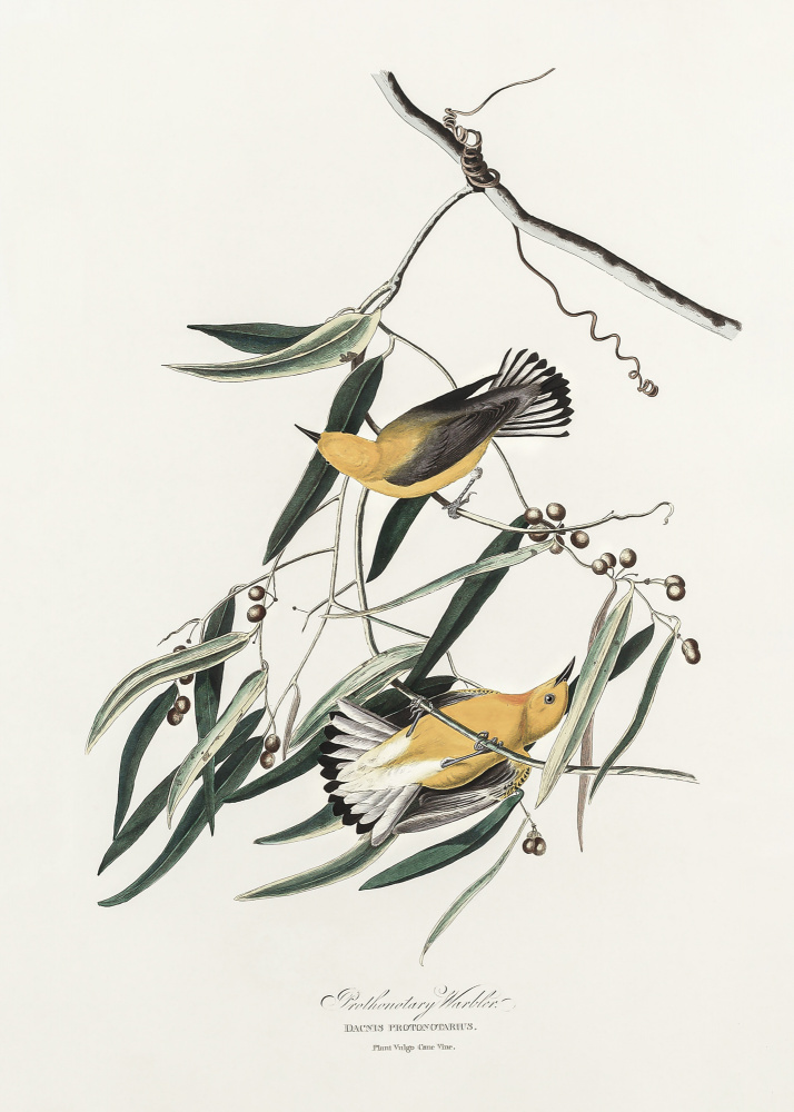Prothonotary Warbler von Birds of America (1827) from John James Audubon