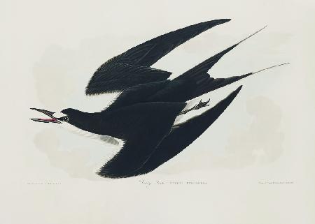 Rußseeschwalbe aus Birds of America (1827)
