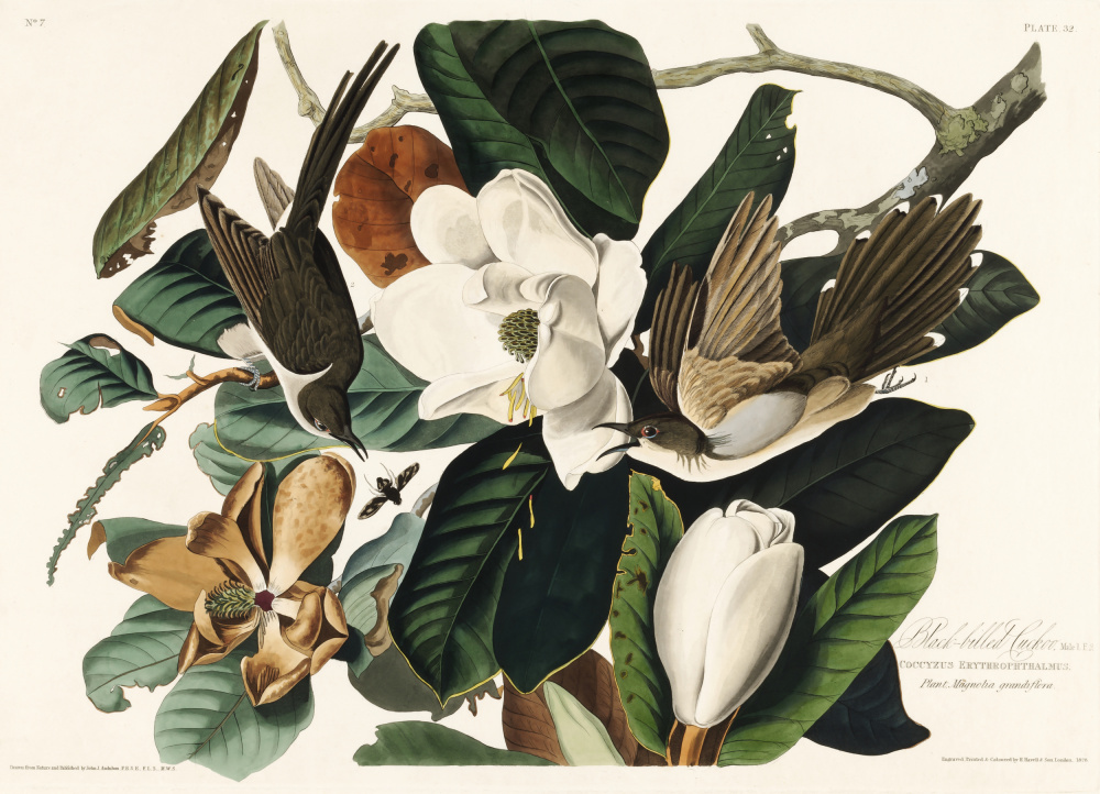 Schwarzschnabelkuckuck von Birds of America (1827) from John James Audubon